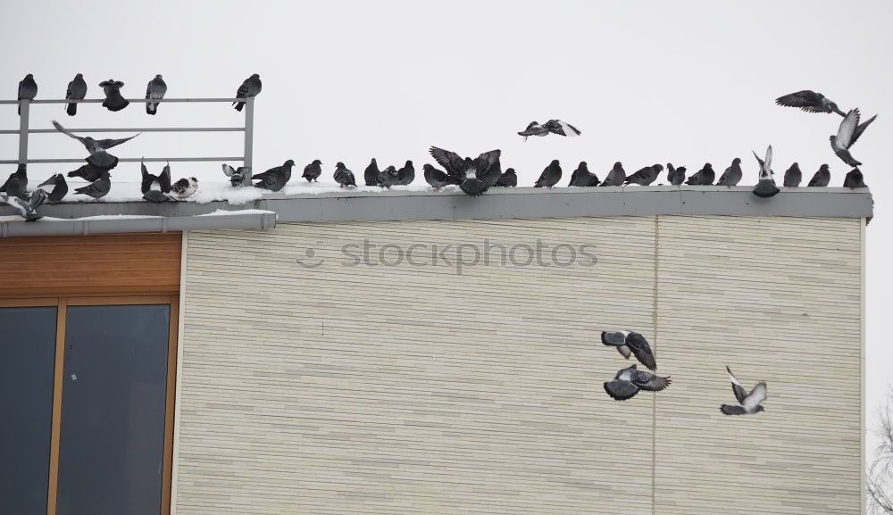 Similar – Image, Stock Photo landing site Roof