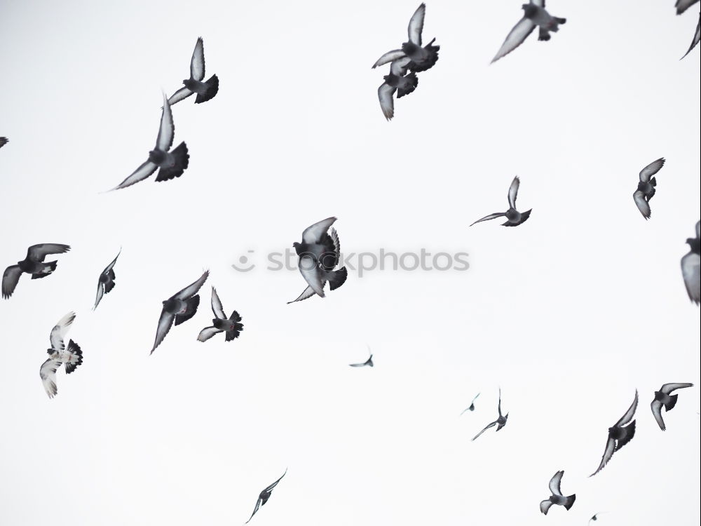 Similar – Image, Stock Photo three black pigeons Sky