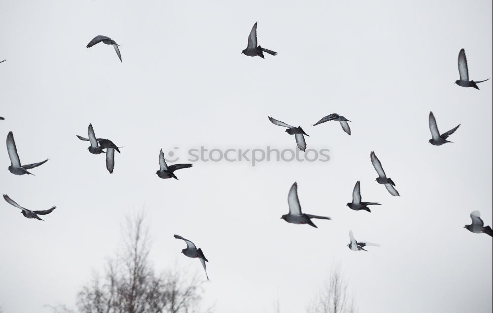 Similar – The trail of starlings