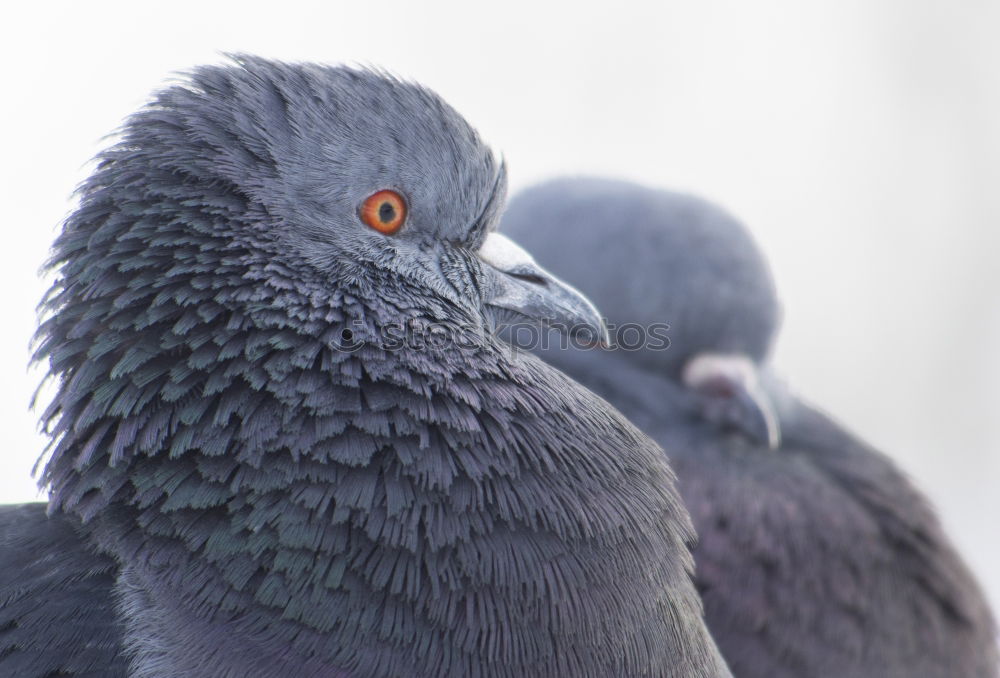 Similar – Foto Bild Mittagsschlaf Taube Vogel