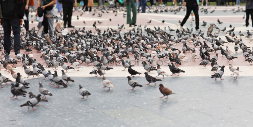 Similar – seagull show Feed Feeding