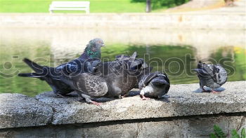 Similar – Sleeping Bird Calm Grass