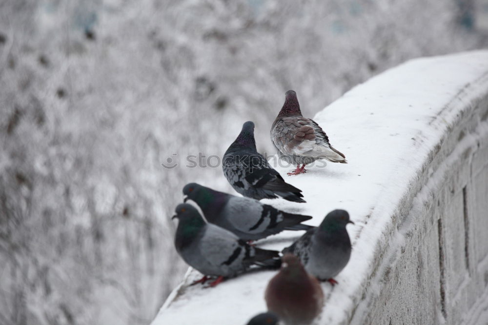 Similar – Image, Stock Photo feeding time Hand Fingers