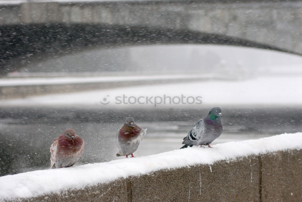 Similar – Foto Bild spatzenwäsche Spatz Wäsche