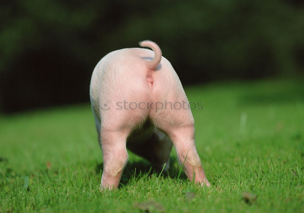 Similar – Image, Stock Photo pot-bellied pig Swine Sow