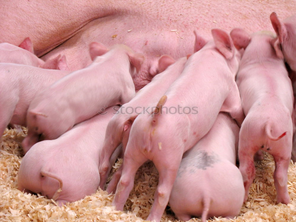 Similar – Image, Stock Photo Pigs in the barn Animal