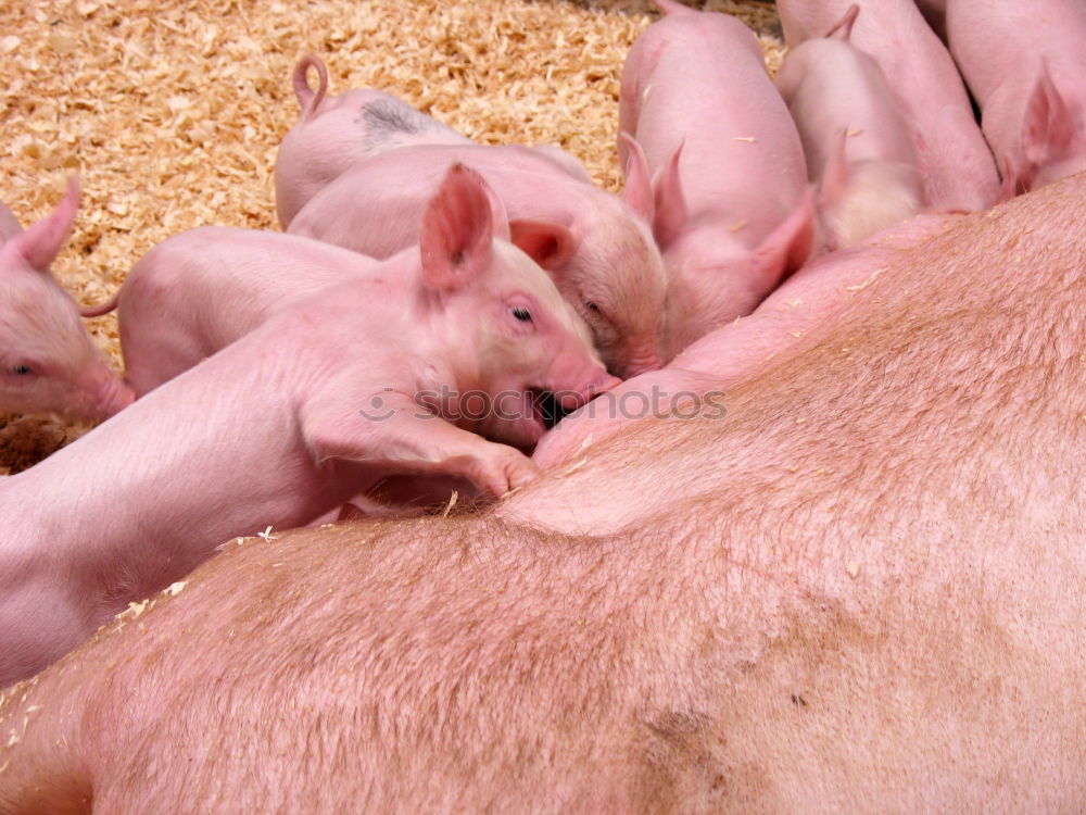 Similar – Image, Stock Photo Pigs in the barn Animal