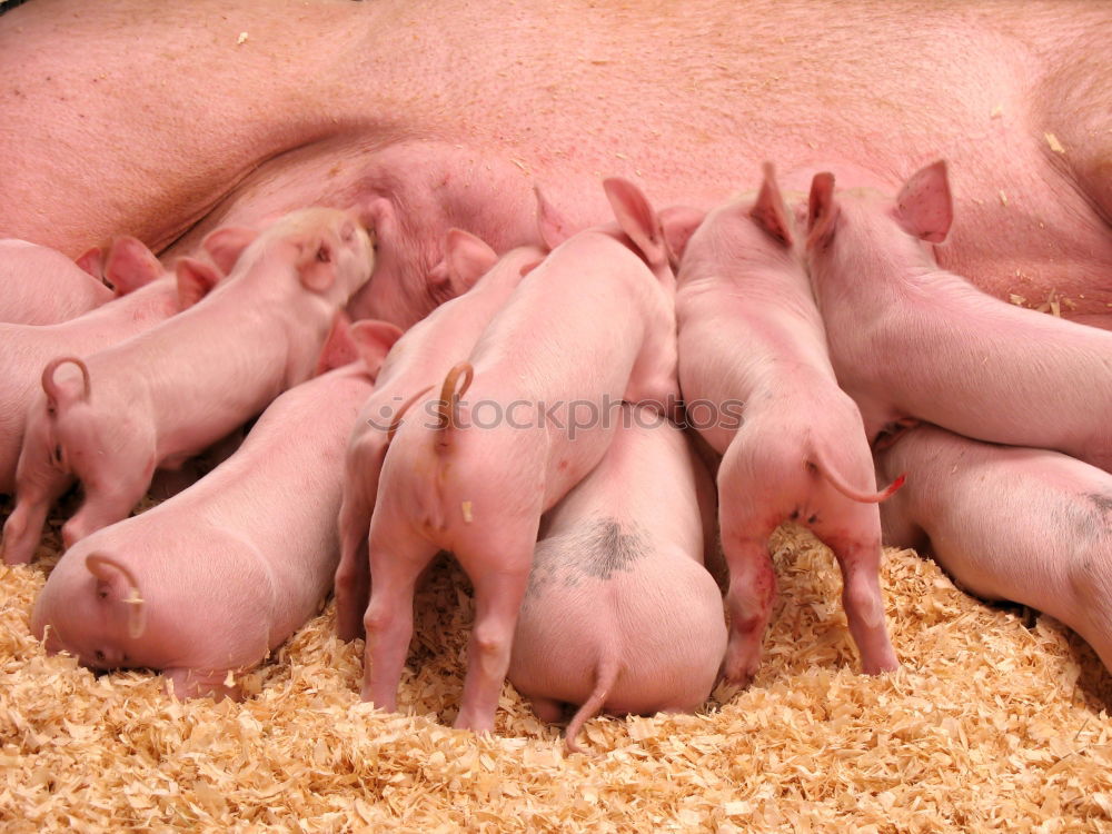 Similar – Image, Stock Photo Pigs in the barn Animal