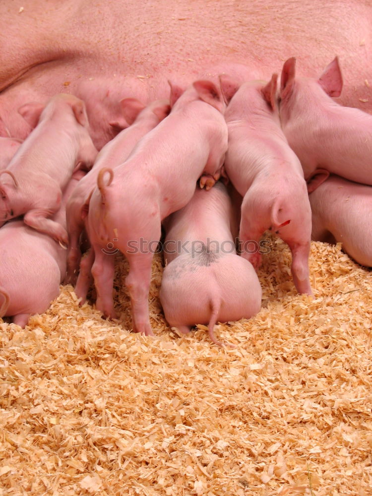 Similar – Image, Stock Photo Pigs in the barn Animal