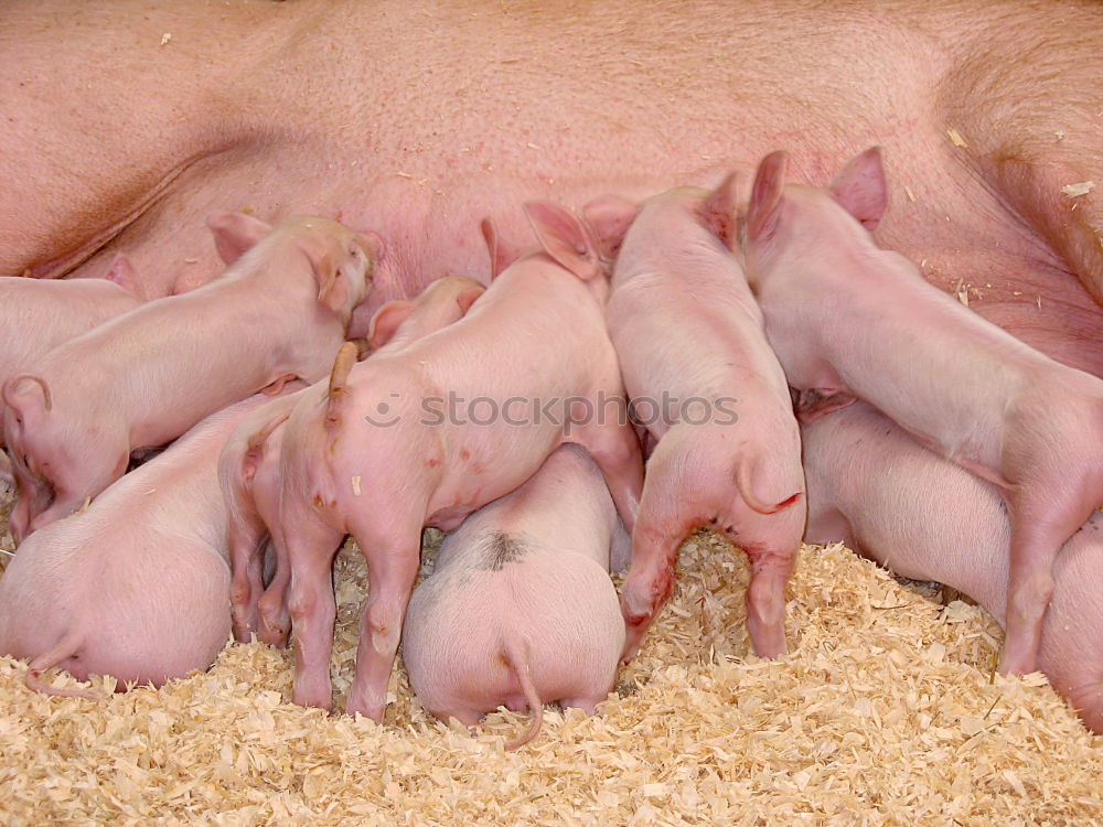 Similar – Image, Stock Photo Pigs in the barn Animal