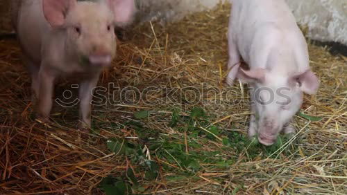 Similar – Foto Bild Schweinskram Ernährung