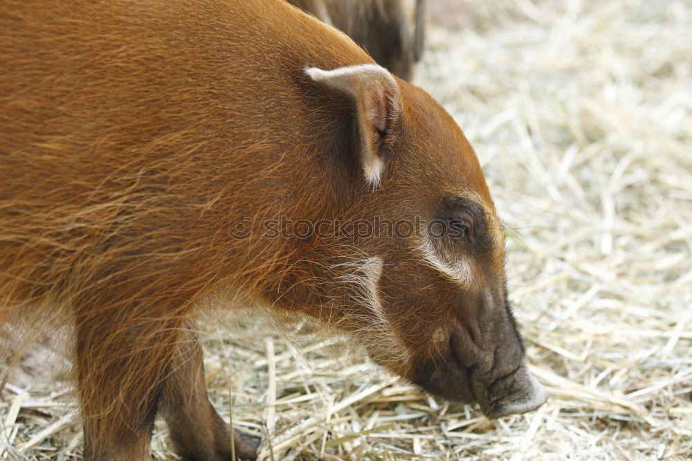 Similar – Image, Stock Photo newborn goat in the hay