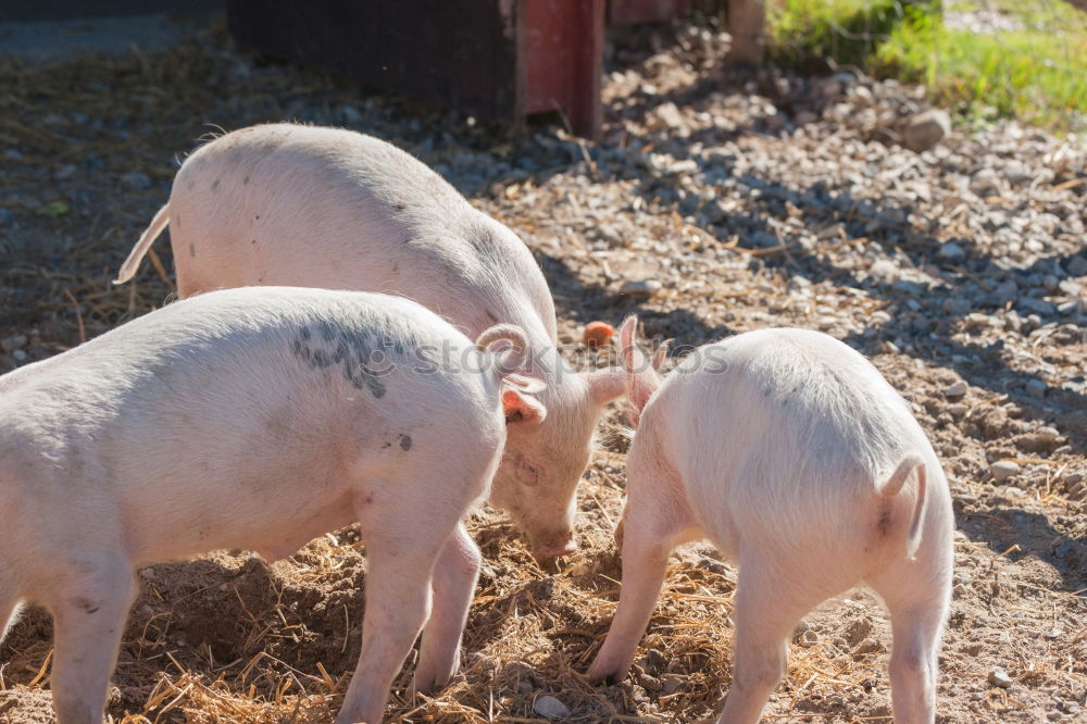 Image, Stock Photo Spotted pigs outdoors Meat