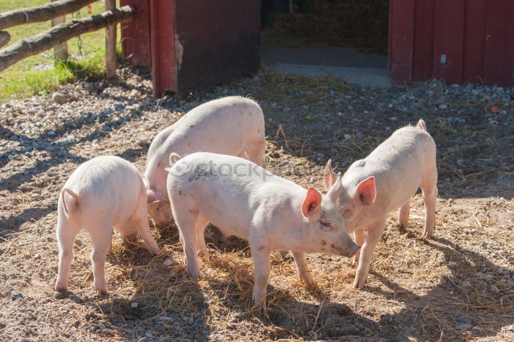 Similar – Image, Stock Photo Spotted pigs outdoors Meat