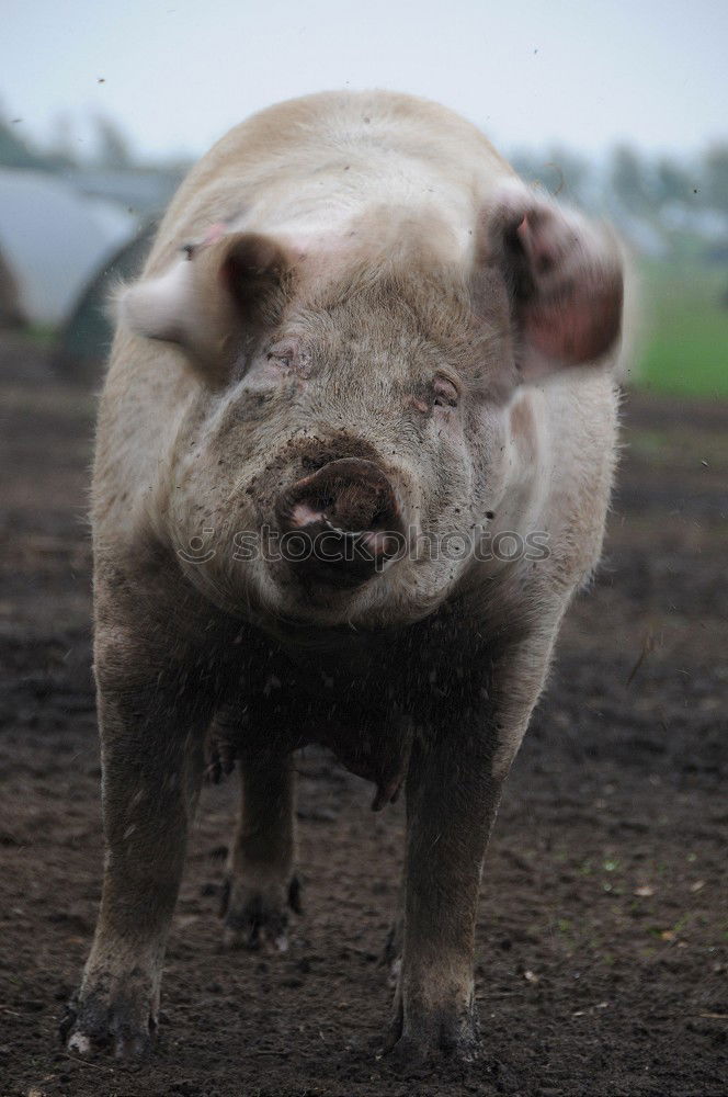 Similar – nose Swine Piglet