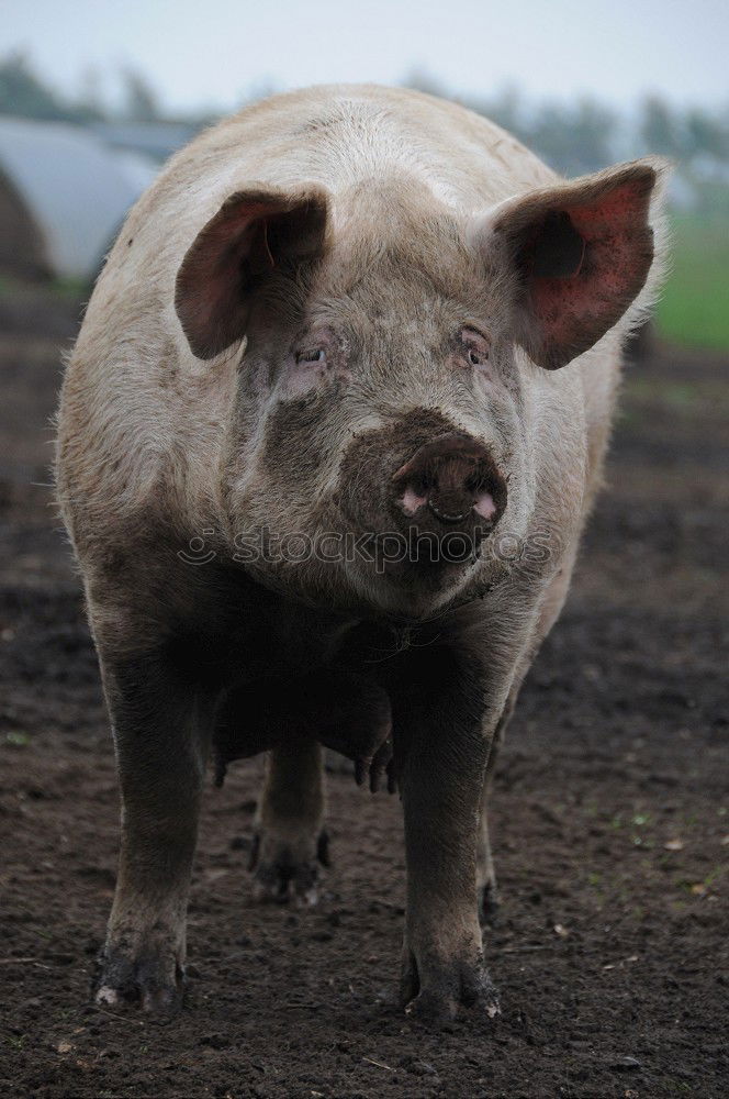 Similar – nose Swine Piglet