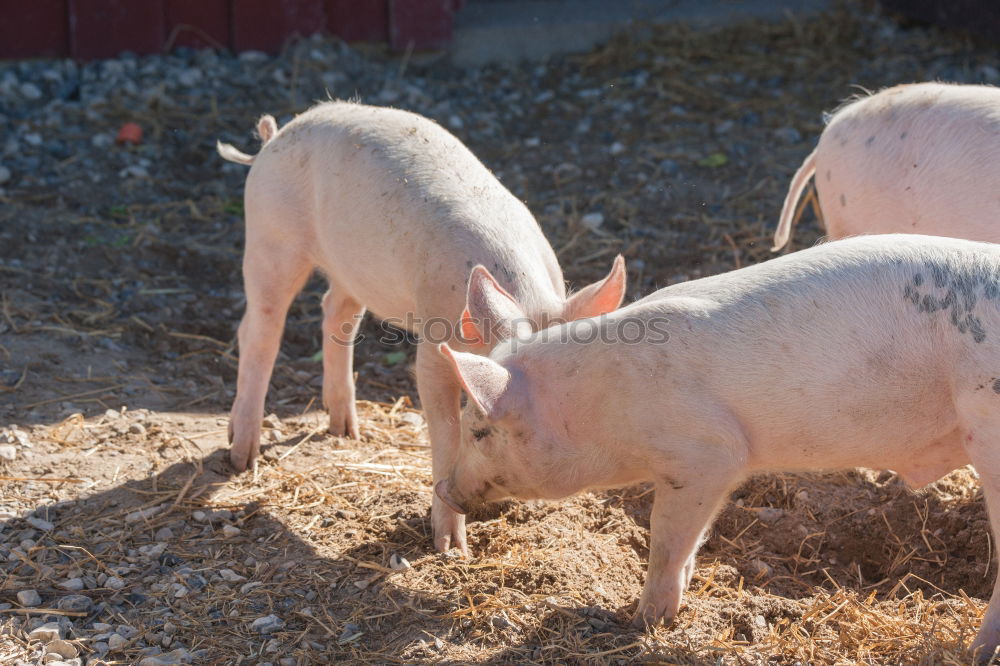 Similar – Image, Stock Photo Piggeldy and Frederik