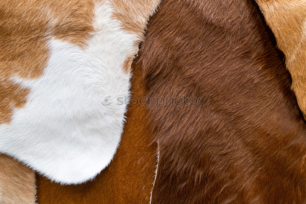 Similar – Image, Stock Photo This isn’t cowhide! Pelt