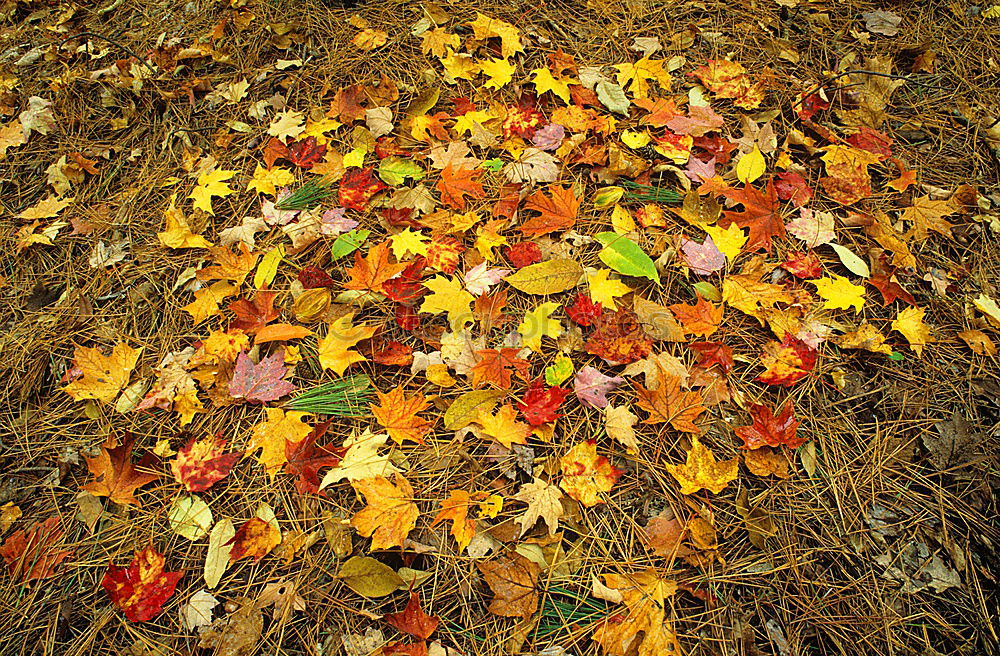 autumn love Relaxation