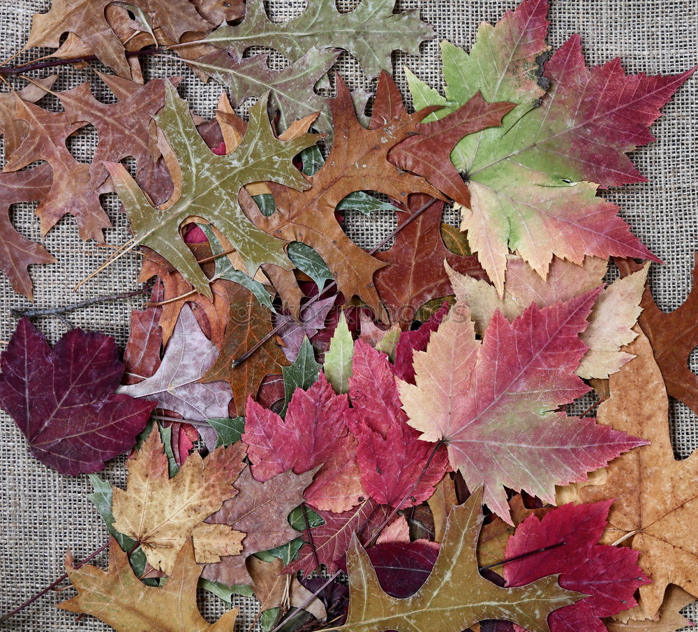 Similar – Image, Stock Photo autumn wall Lifestyle