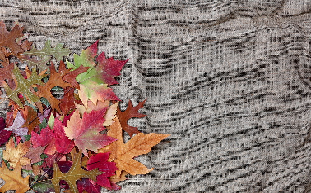 Similar – Image, Stock Photo autumnal greetings with envelope, leaves and fruits