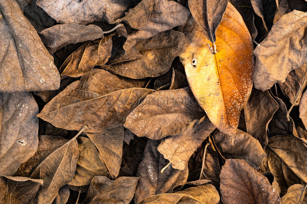 Similar – Image, Stock Photo Autumn colors. Fallen leaves of trees