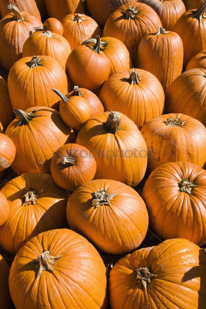 Similar – Image, Stock Photo pumpkin Colour photo Light