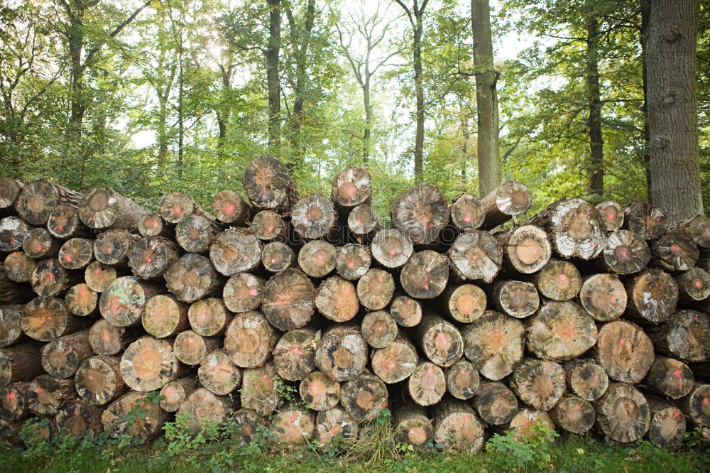 Similar – Foto Bild Bäume vor lauter Wald sehen