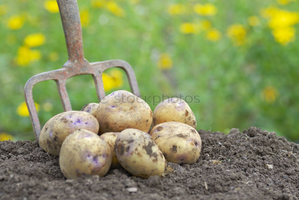 Image, Stock Photo Figs in yellow bowl Fruit