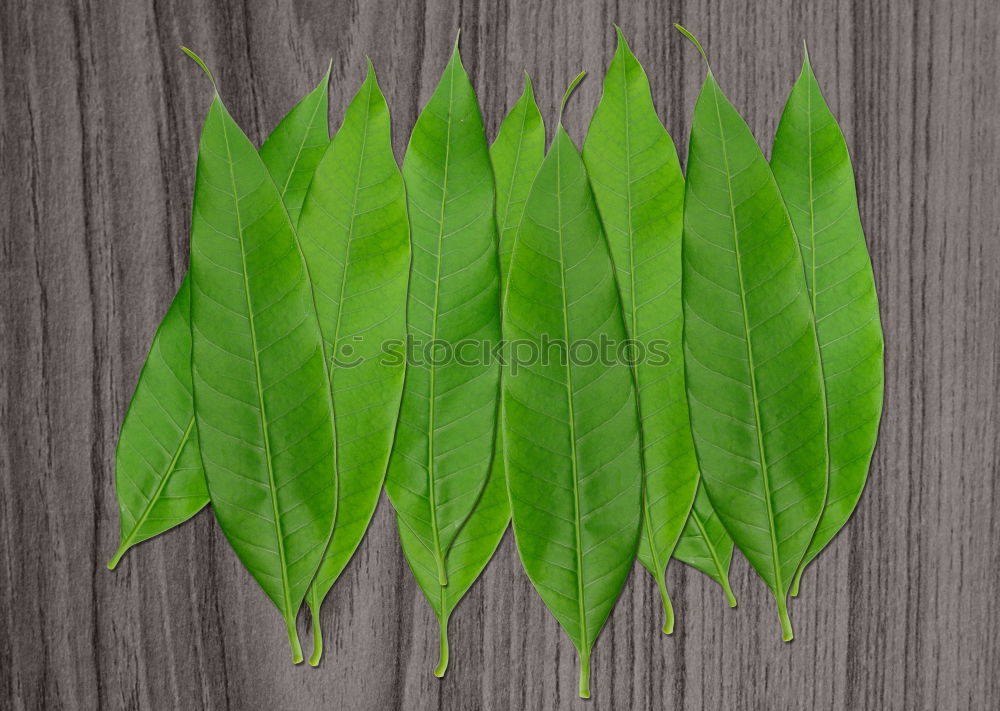 Similar – Image, Stock Photo Hedera helix Ivy String