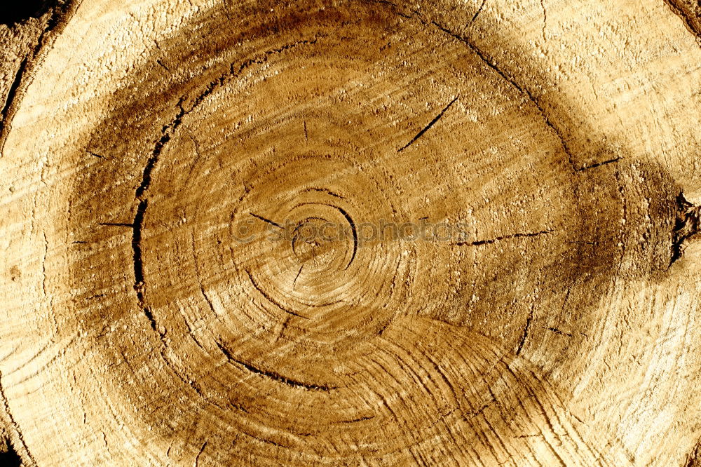 Similar – annual rings Wood