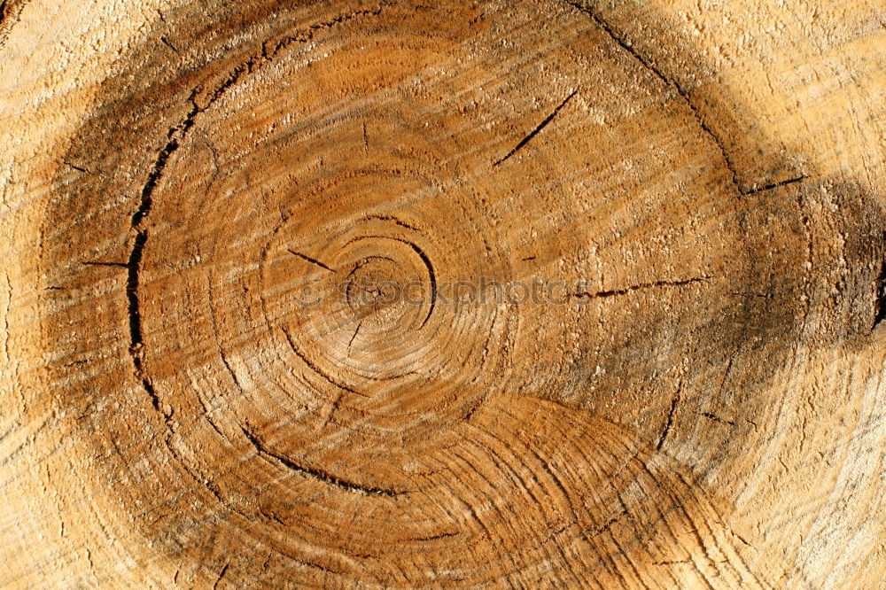 Similar – Tree cross section 1 Wood