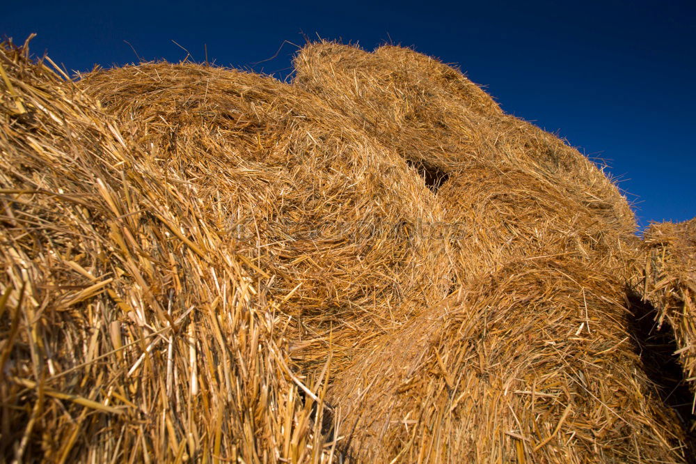 Similar – hay bales Straw