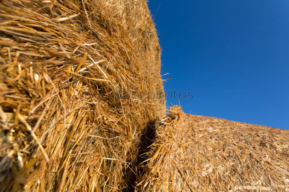 hay bales Straw