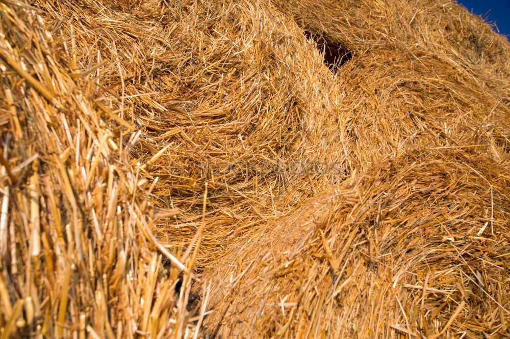 Similar – hay bales Straw