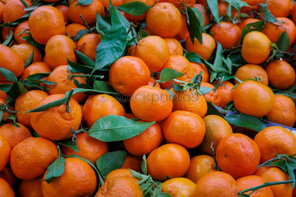 Similar – orange case Citrus fruits