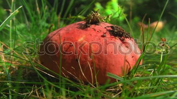 Similar – Image, Stock Photo apple parade Meadow Grass