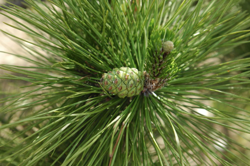 Similar – porcupine ;) Cone Green