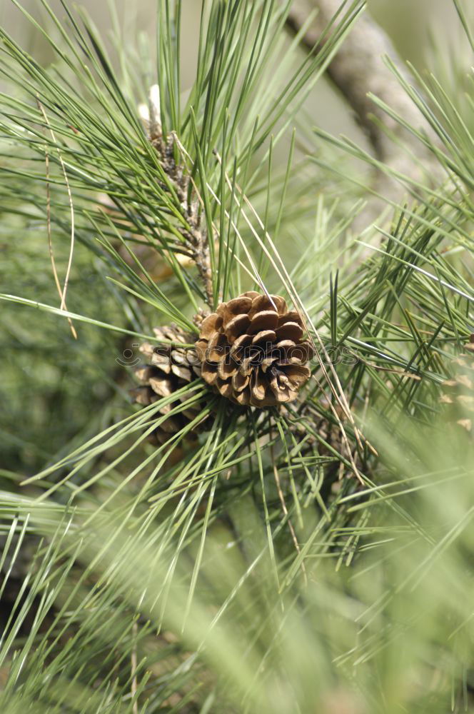 Similar – porcupine ;) Cone Green