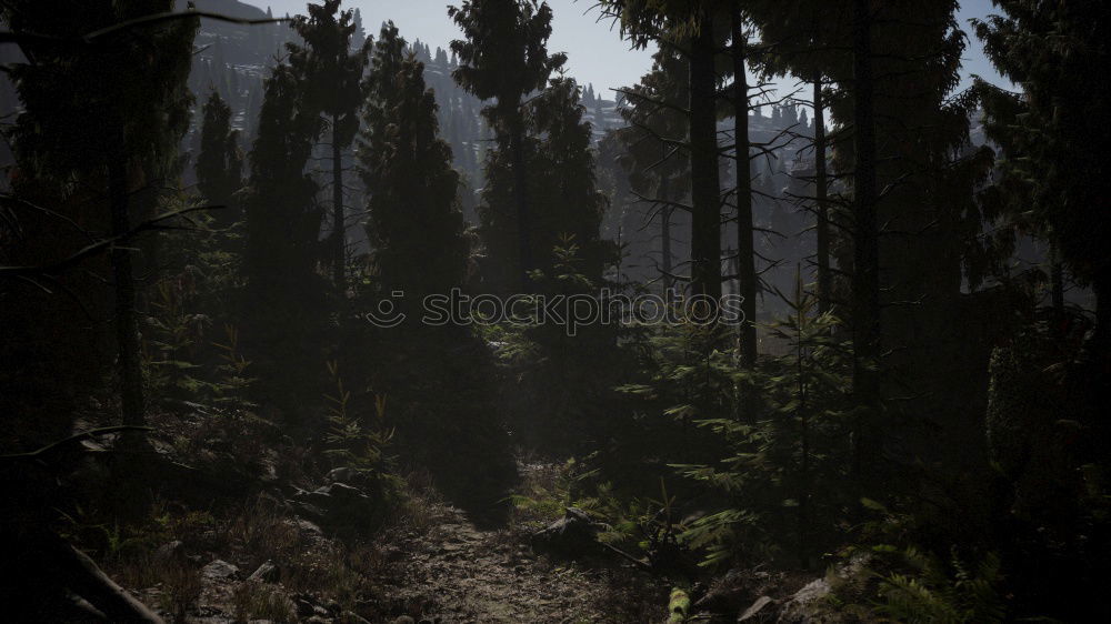 Foto Bild Märchenwald Wald