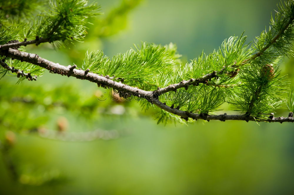 Similar – Image, Stock Photo fir cones