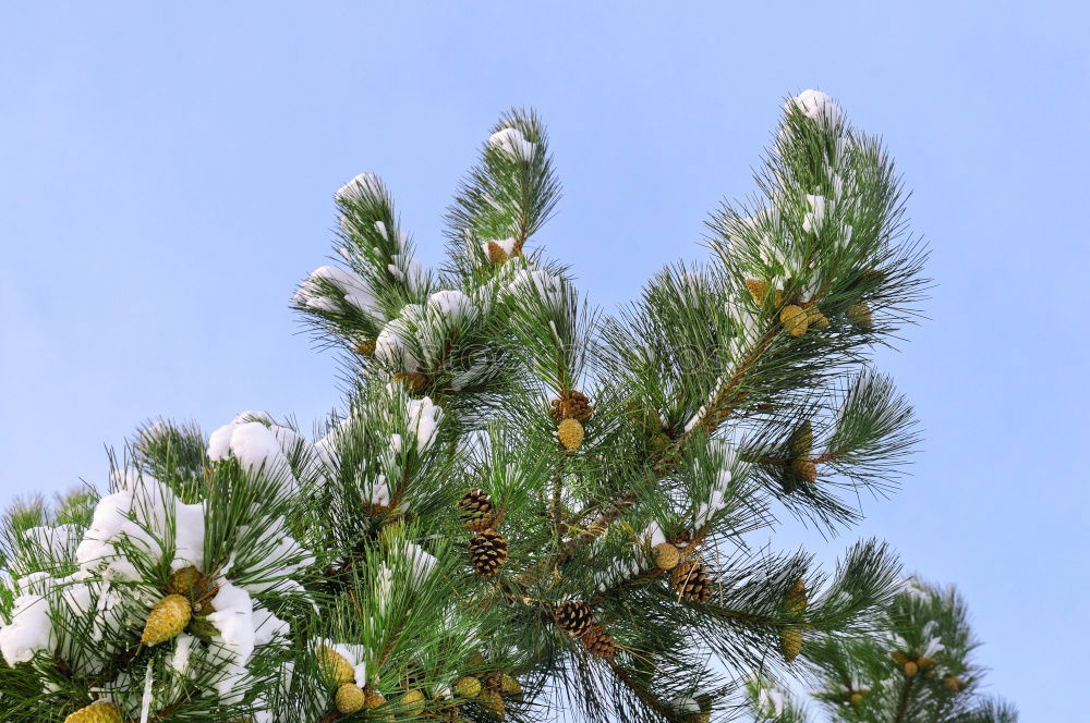 Similar – Pine cones Tree Detail