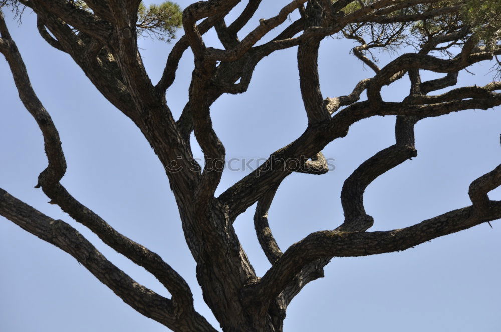 Similar – Image, Stock Photo underhand Spring Tree