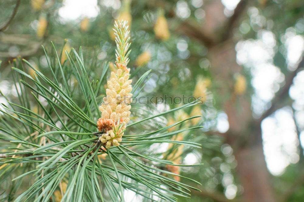 Similar – Foto Bild Zapfen grün Baum
