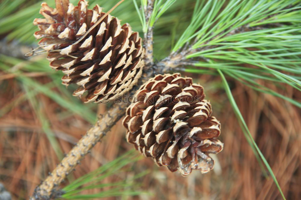 Similar – Foto Bild Zapfen grün Baum