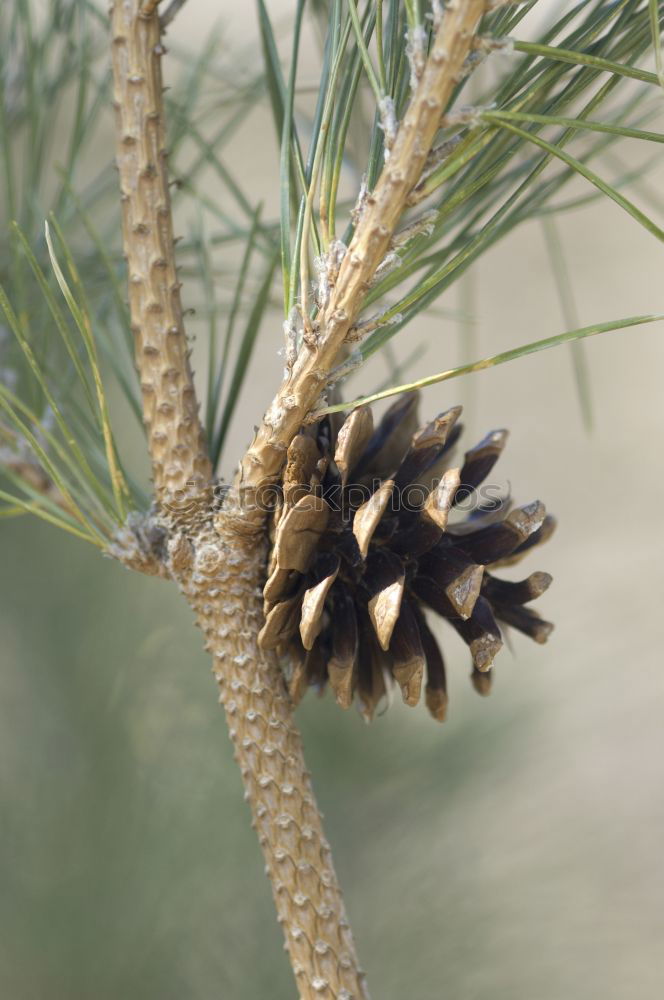 Similar – Foto Bild Zapfen grün Baum