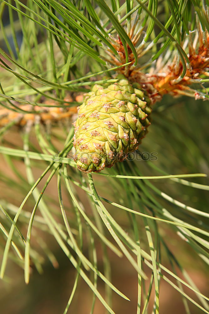 Similar – Foto Bild Zapfen grün Baum