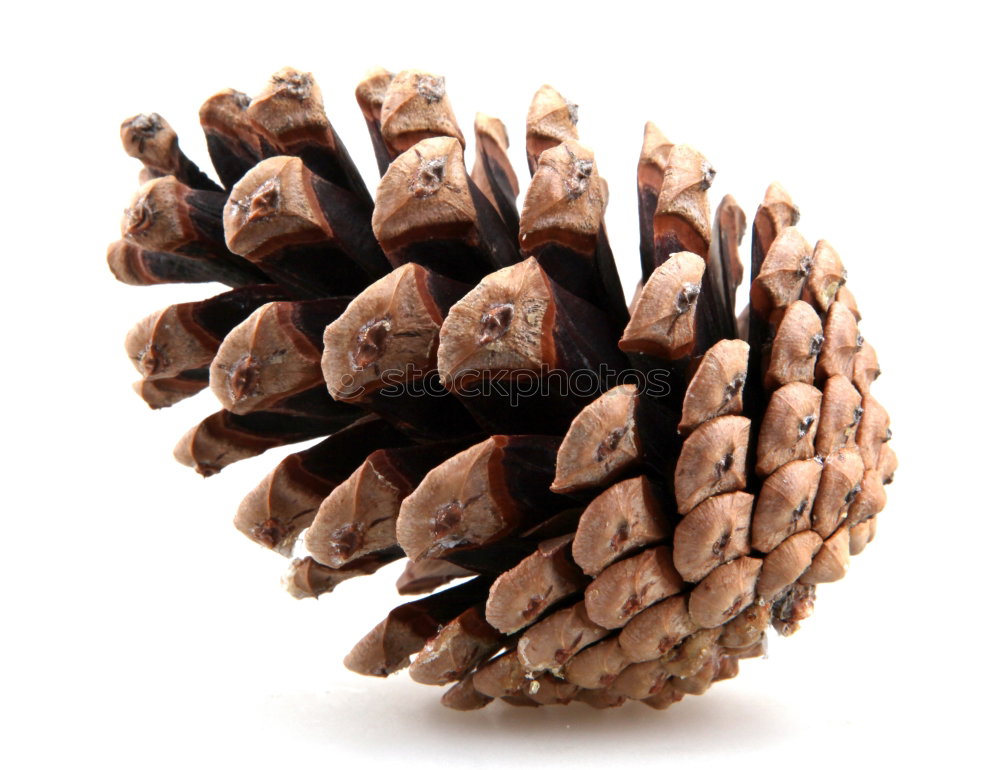 O’ZAPFT Pine nut Italy