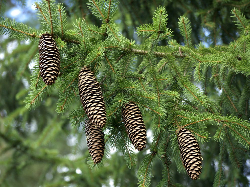 Similar – Image, Stock Photo needles Plant Growth