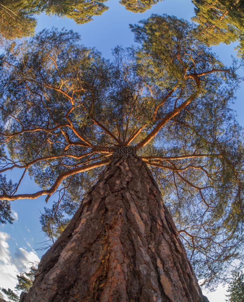 Similar – tree Nature Landscape